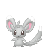 6IV Minccino Indigo Disk Pokemon Scarlet and Violet